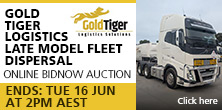 Gold_Tiger
